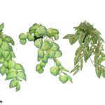 VASO PENDENTE C/51 FOLHAS SORTIDOS