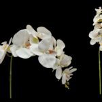 ARTIFICIAL- PHALAENIPSIS TOQUE REAL X 9 COR:BRANCA