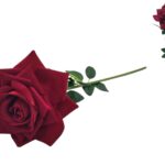 HASTE ROSA VELUDO COR:VERMELHO