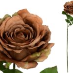 PE ROSA CAROLINA COR:CASTANHO