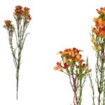 ARTIFICIAL- PE FLOR DE CERA COR:LARANJA