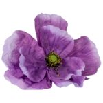 ANEMONA GIGANTE IMPERMEÁVEL DIA.80CM