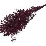 RUSCUS PRESERVADO 70/80CM