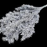 RUSCUS PRESERVADO 70/80CM