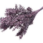 RUSCUS PRESERVADO 70/80CM