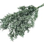 RUSCUS PRESERVADO 70/80CM