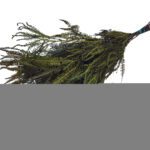 MOLHO FETO 60/80CMS COR:VERDE