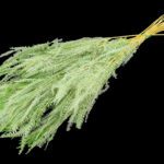 MOLHO FETO 60/80CMS COR:VERDE