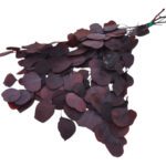 EUCALYPTUS POPULUS PRESERVADO COR:BORDO