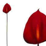 ARTIFICIAL- ANTHURIUM MINI COR:VERMELHO