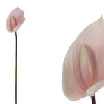 ARTIFICIAL- ANTHURIUM MINI COR:ROSA