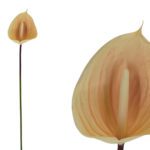 ARTIFICIAL- ANTHURIUM MINI COR:CREME
