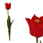 ARTIFICIAL- PE TULIPA ABERTA COR:VERMELHO
