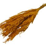 LICOPODIUM LONGO PRESERVADO 40/50CM COR:AMARELO