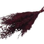LICOPODIUM LONGO PRESERVADO 40/50CM COR:BORDO