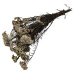 MOLHO FLOR DE ARROZ PRESERVADA 60CM COR:NATURAL