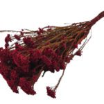 MOLHO FLOR DE ARROZ PRESERVADA 60CM COR: VERMELHO