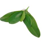 PLANTA ARTIFICIAL -FOLHA DE ORQUIDEA COR VERDE