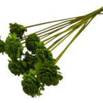 ROSA DE PINHEIRO 10UNID COR:VERDE