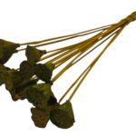 LOTUS DIA.3/5 MOLHO C/15UNID COR:AMARELO