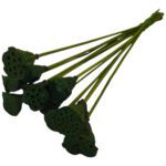 LOTUS DIA.3/5 MOLHO C/15UNID COR:VERDE