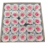 CAIXA C/25 ROSAS 6.5CM SABAO 5CM COR:CREME/ROSA