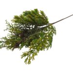 ARTIFICIAL- PE PINHEIRO C/PINHAS