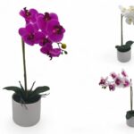 ORQUIDEAS EM VASO C/6 FLORES