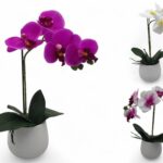 ORQUIDEAS EM VASO C/6 FLORES SORTIDAS