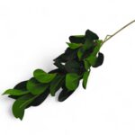 ARTIFICIAL- PE FOLHA PEPERONIA COR:VERDE