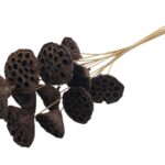 LOTUS DIA.7/9 MOLHO C/20UNID COR:NATURAL