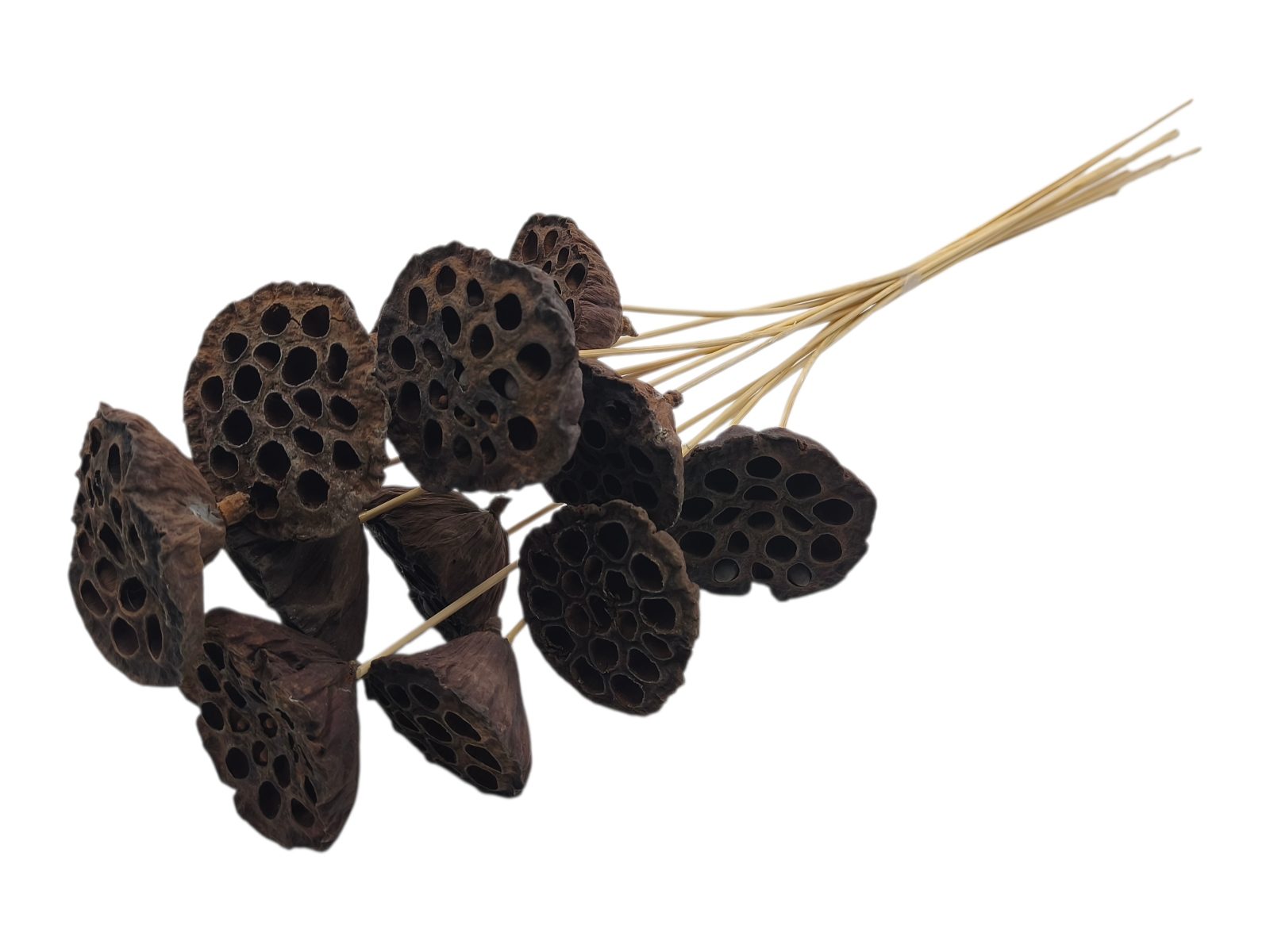 97.000463 LOTUS DIA.7/9 MOLHO C/20UNID COR:NATURAL - Image 1