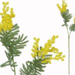 PE MIMOSA X 2 COR:AMARELO