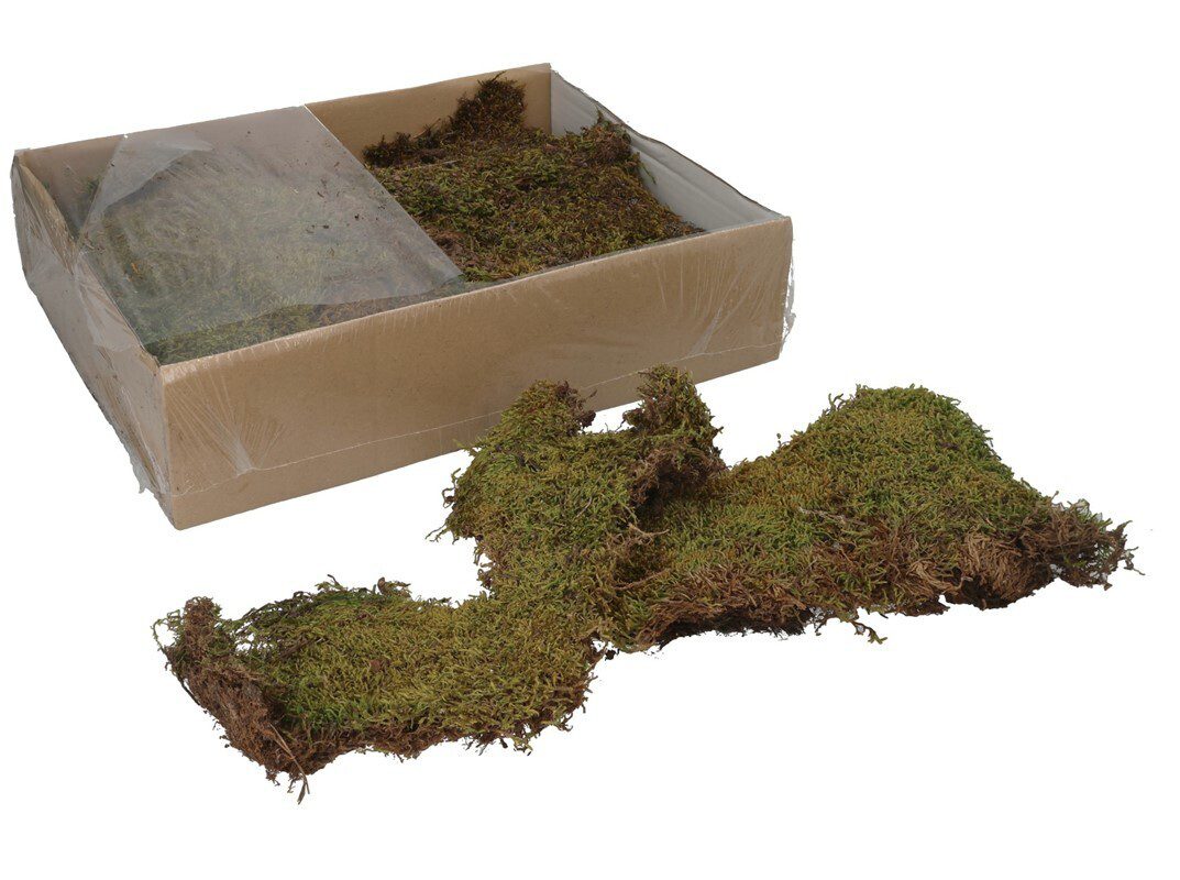 8445393519890 CAIXA DE MUSGO NATURAL 750GR. - Image 1