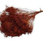 BROOM BLOOM MOLHO 50CM 100GR COR: