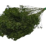 BROOM BLOOM MOLHO 50CM 100GR COR:VERDE