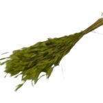 MOLHO PLUMINHAS COR:VERDE