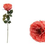 ARTIFICIAL- ROSA COLECCION VERONA COR:CORAL