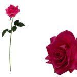 ARTIFICIAL- ROSA TOQUE REAL DELUX COR:ROSA